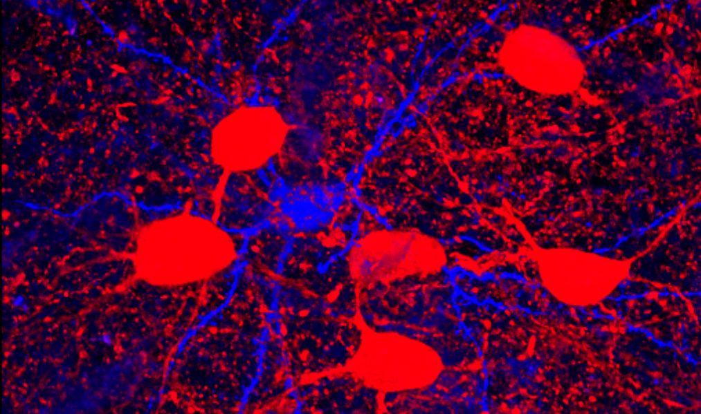 Red-channel neuron fluorescence