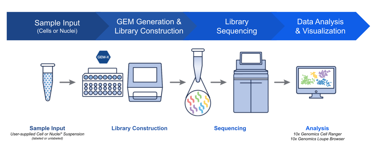 Single-cell RNA-seq workflow