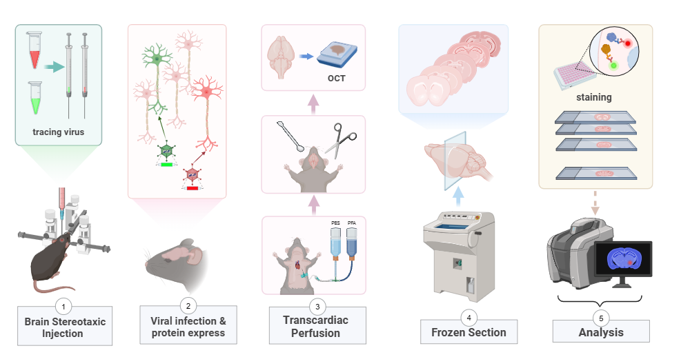 Viral expression workflow under confocal microscopy